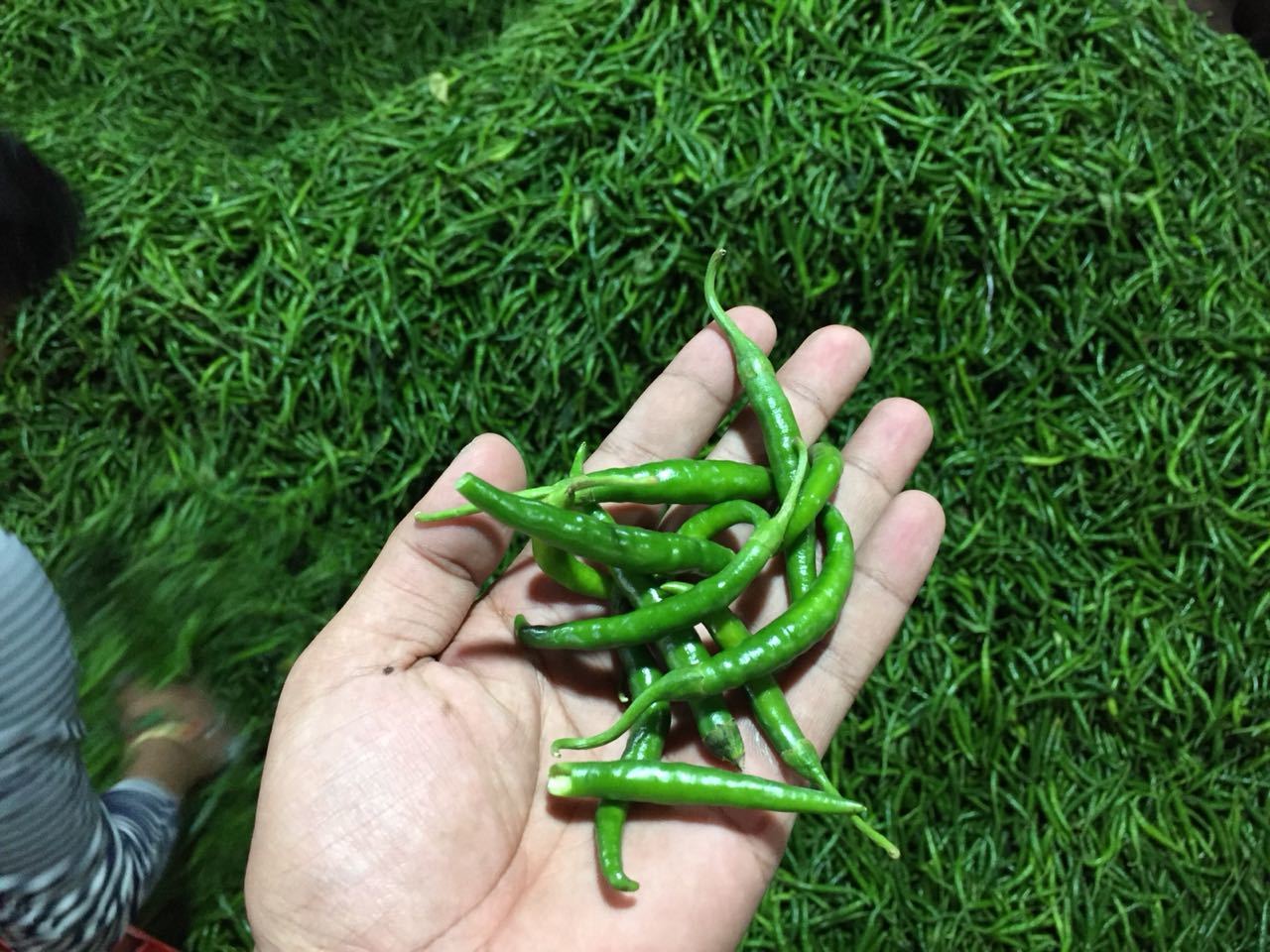 G4 Quality Chili - Teja Variety, 7-10 Cm Long, Green Color | Organic Fresh, Very Spicy, Strong Fragrance, 100% Purity, 15-day Shelf Life