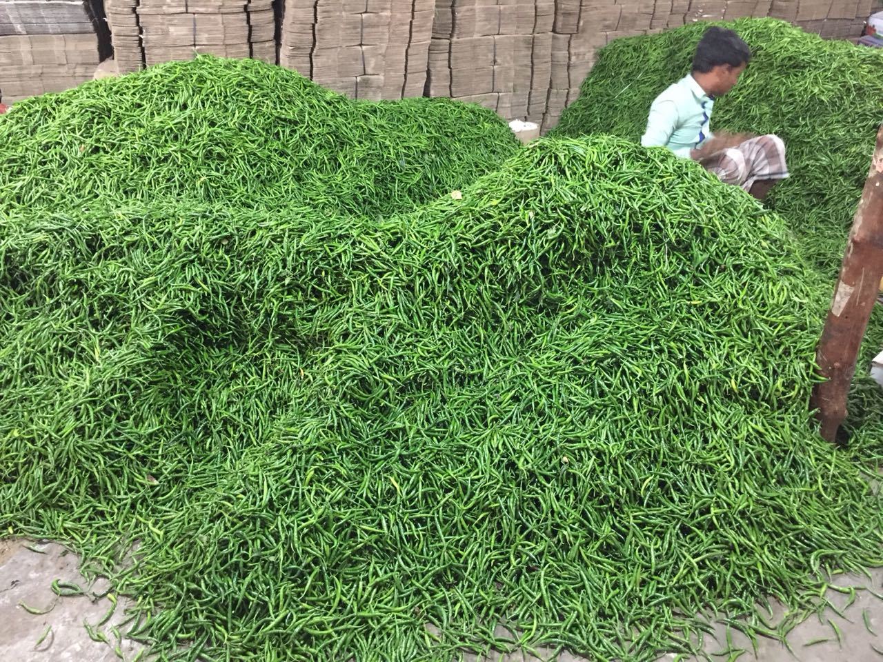 G4 Quality Chili - Teja Variety, 7-10 Cm Long, Green Color | Organic Fresh, Very Spicy, Strong Fragrance, 100% Purity, 15-day Shelf Life