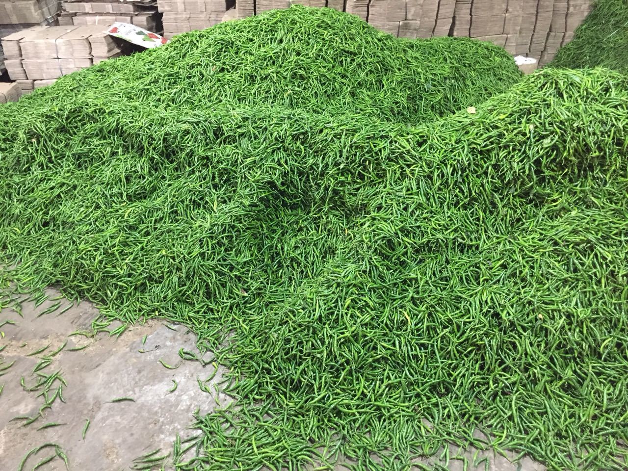 G4 Quality Chili - Teja Variety, 7-10 Cm Long, Green Color | Organic Fresh, Very Spicy, Strong Fragrance, 100% Purity, 15-day Shelf Life