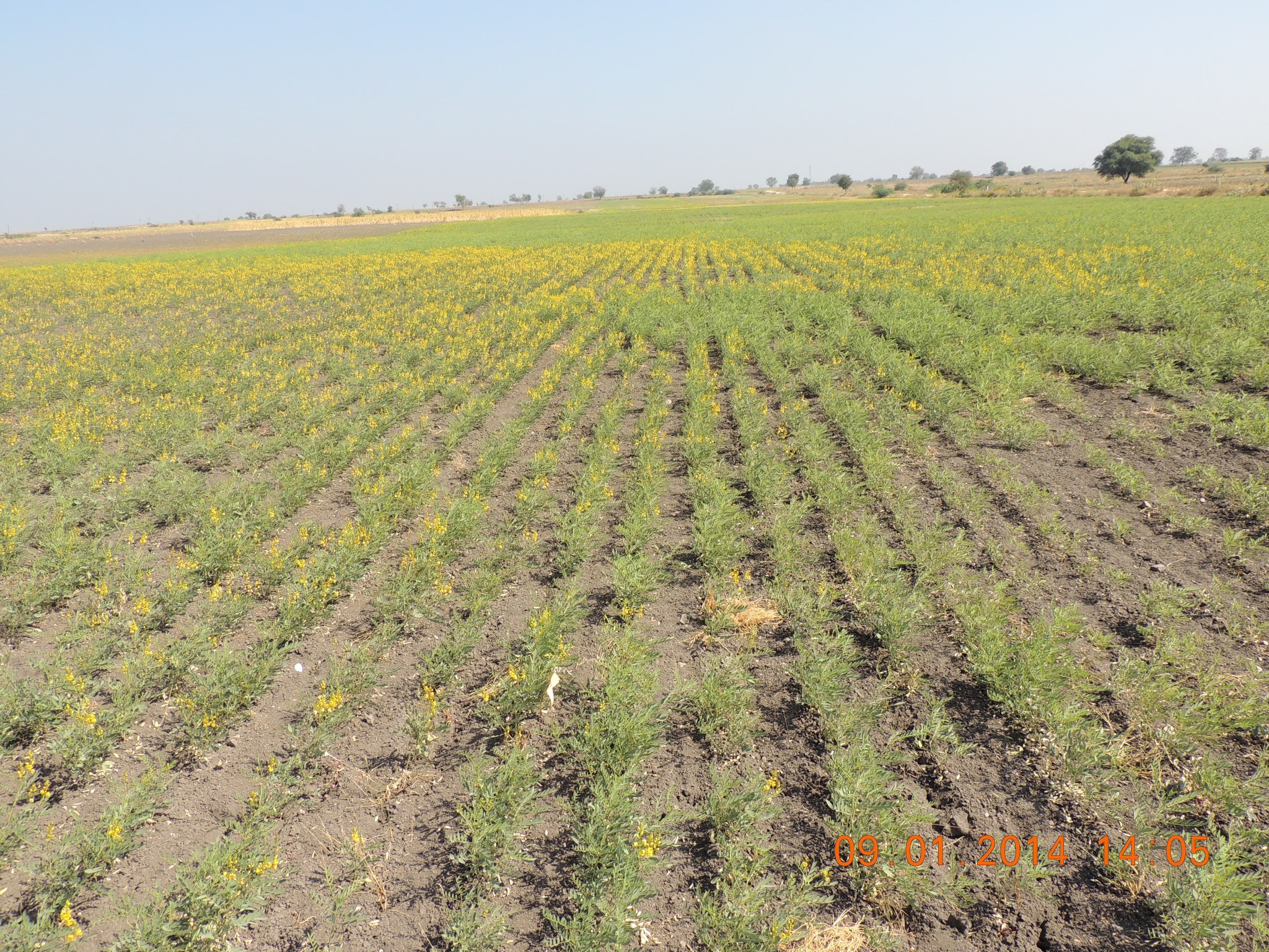 Cassia Angustifolia Age Group: Suitable For All