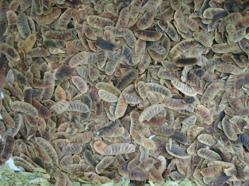 Cassia Angustifolia Age Group: Suitable For All