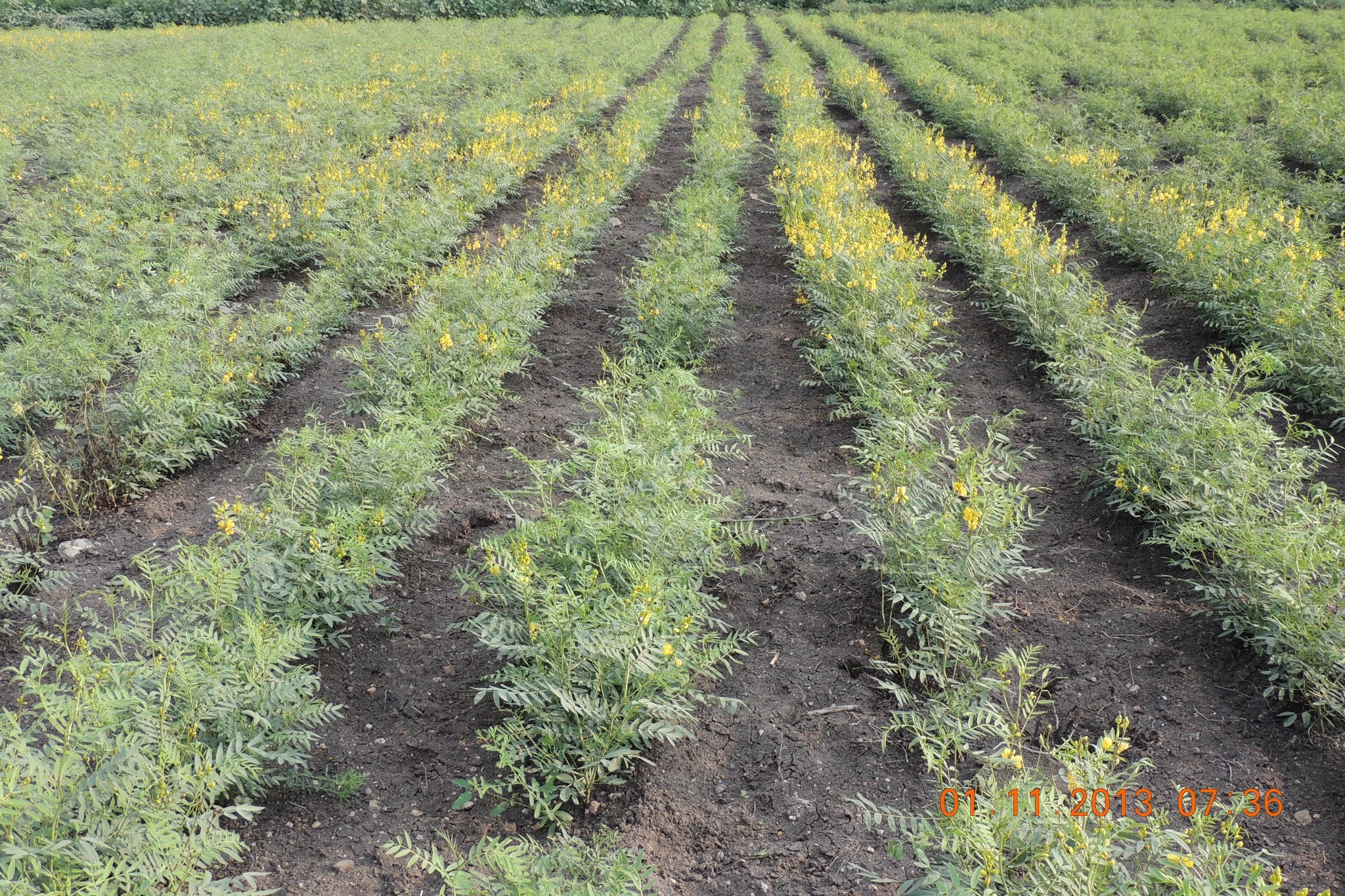 Cassia Angustifolia Age Group: Suitable For All