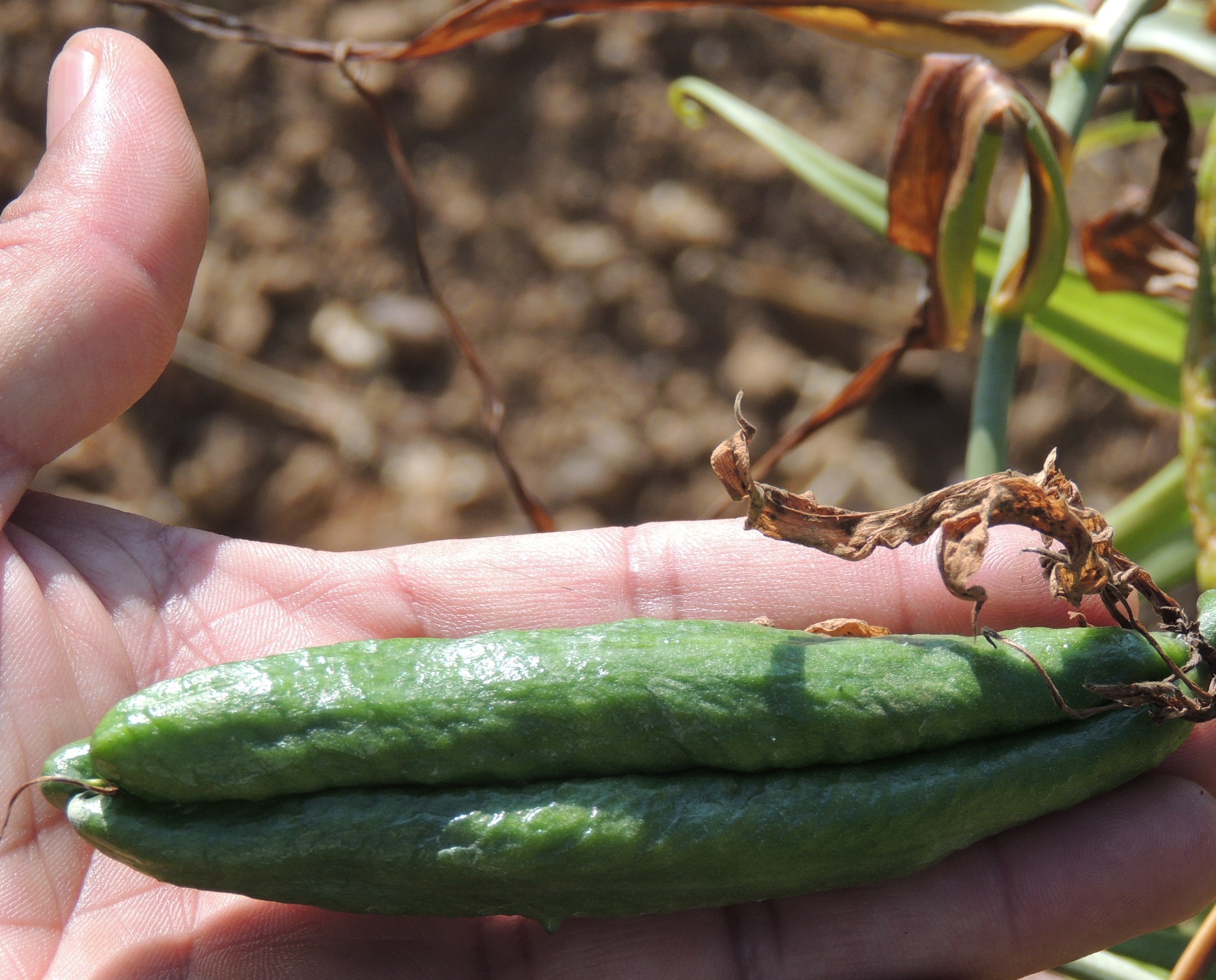 Gloriosa Superba Seeds Ingredients: Cochicine And Colchicoside