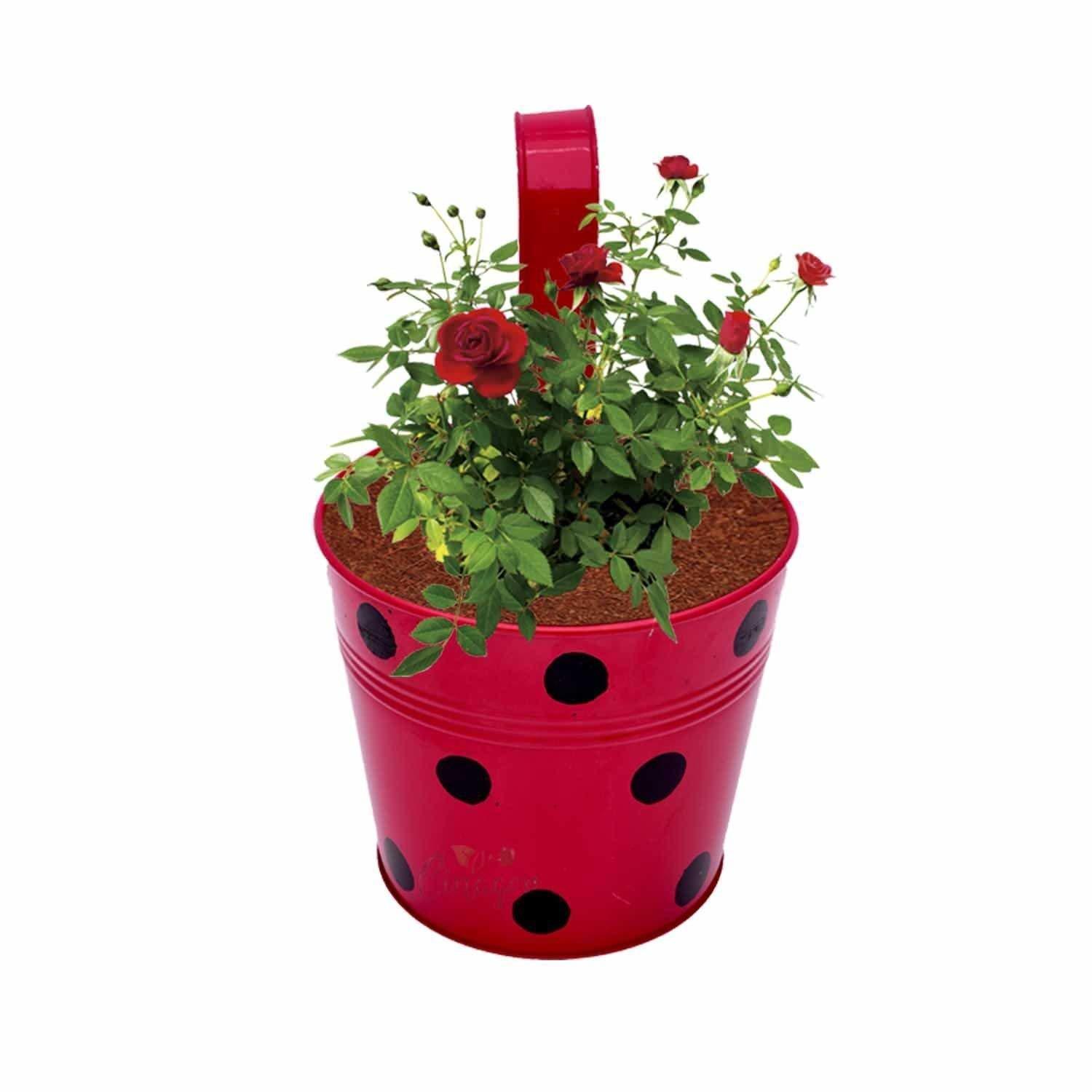 Mixed Color Galvanized Metal Hanging Round Railing Planter Set