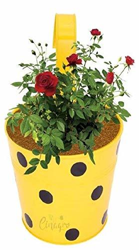 Mixed Color Set Of 5 Designer Hand Painted Railing Metal Planter