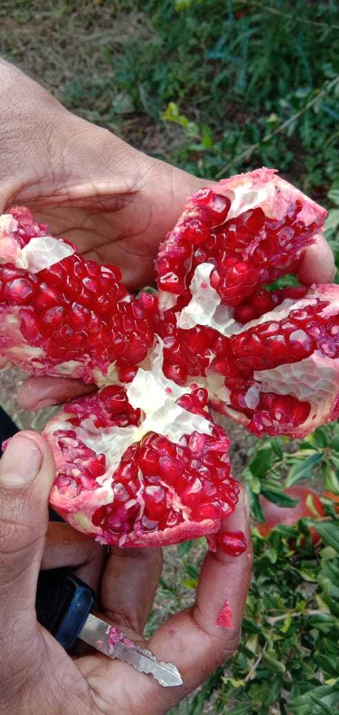 2020 Crop Dark Red Pomegranate - Weight 2.8 Kg, Sweet Taste, Dark Cherry Red Arils, Organic Cultivation, Whole Fruit, Ideal For Snacking