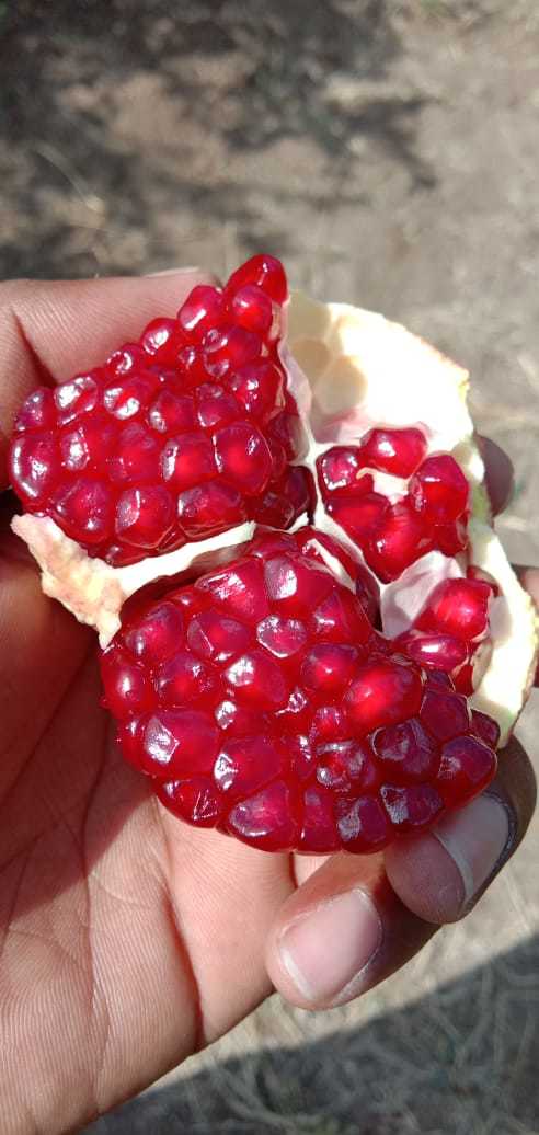 2020 Crop Dark Red Pomegranate - Weight 2.8 Kg, Sweet Taste, Dark Cherry Red Arils, Organic Cultivation, Whole Fruit, Ideal For Snacking