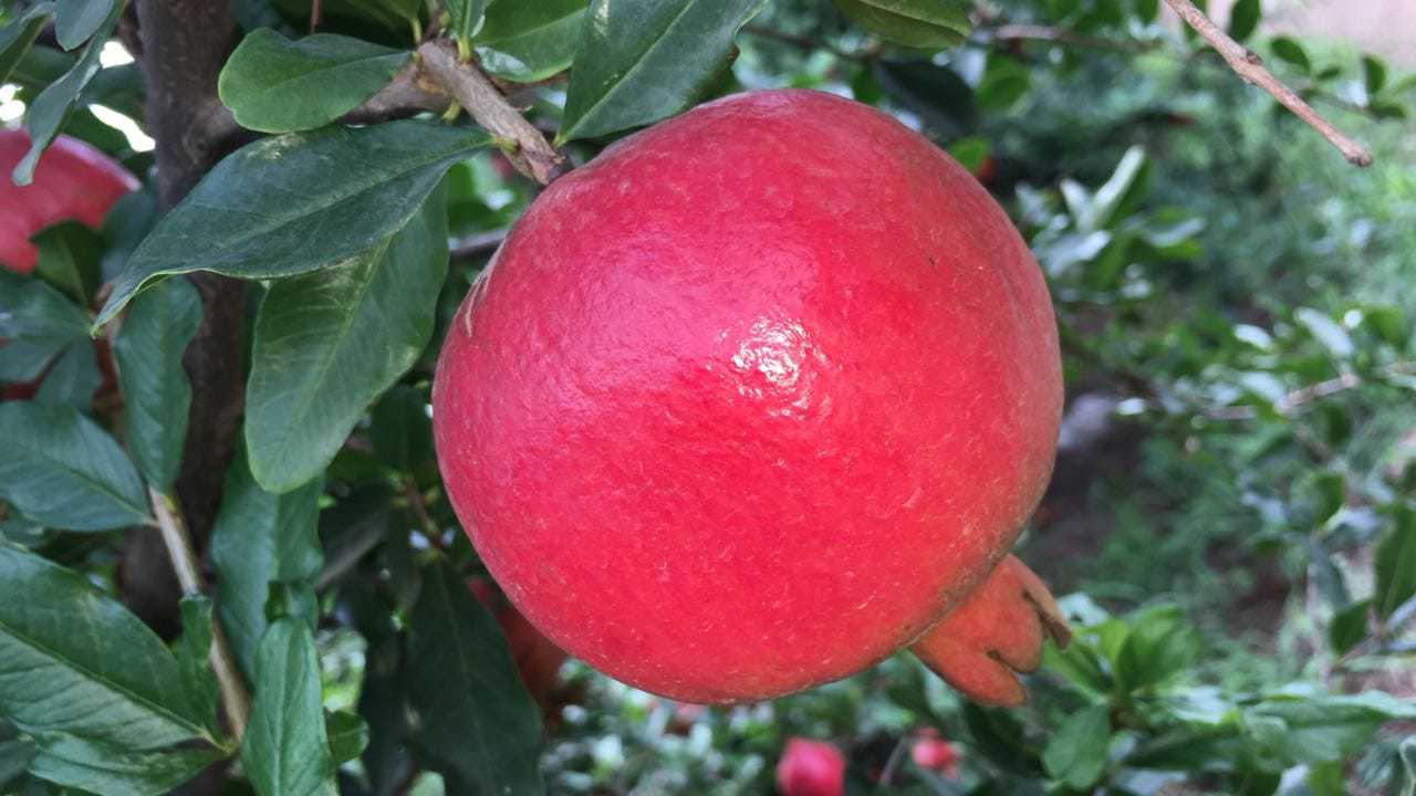 2020 Crop Dark Red Pomegranate - Weight 2.8 Kg, Sweet Taste, Dark Cherry Red Arils, Organic Cultivation, Whole Fruit, Ideal For Snacking