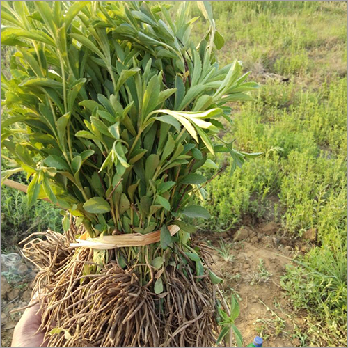 Stevia Plant