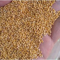 Yellow Foxtail Millet Regular at Best Price in Dahod | Shreeji Trading