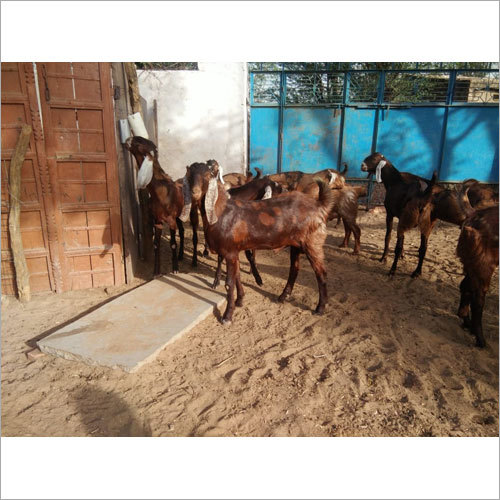 लाल रंग का बकरी