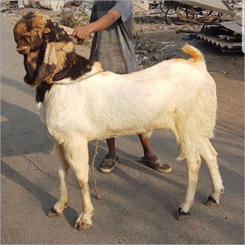 सफेद बकरी