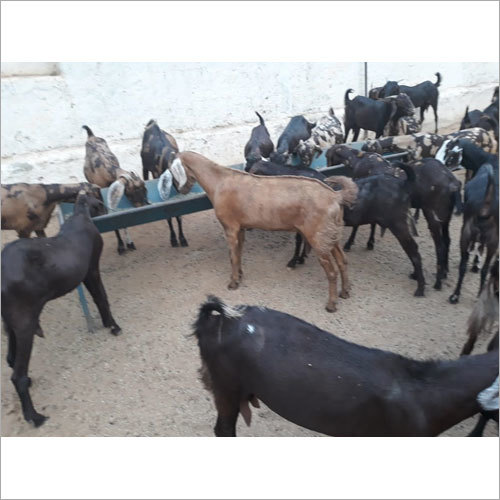 गुजरी बकरी