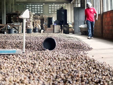 Cashew Nuts Broken (%): Less Than 15%