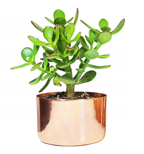 4" कॉपर सक्सुलेंट प्लांटर सभी पौधों के लिए बिल्कुल सही आयाम: 18x19x14 इंच (इंच)