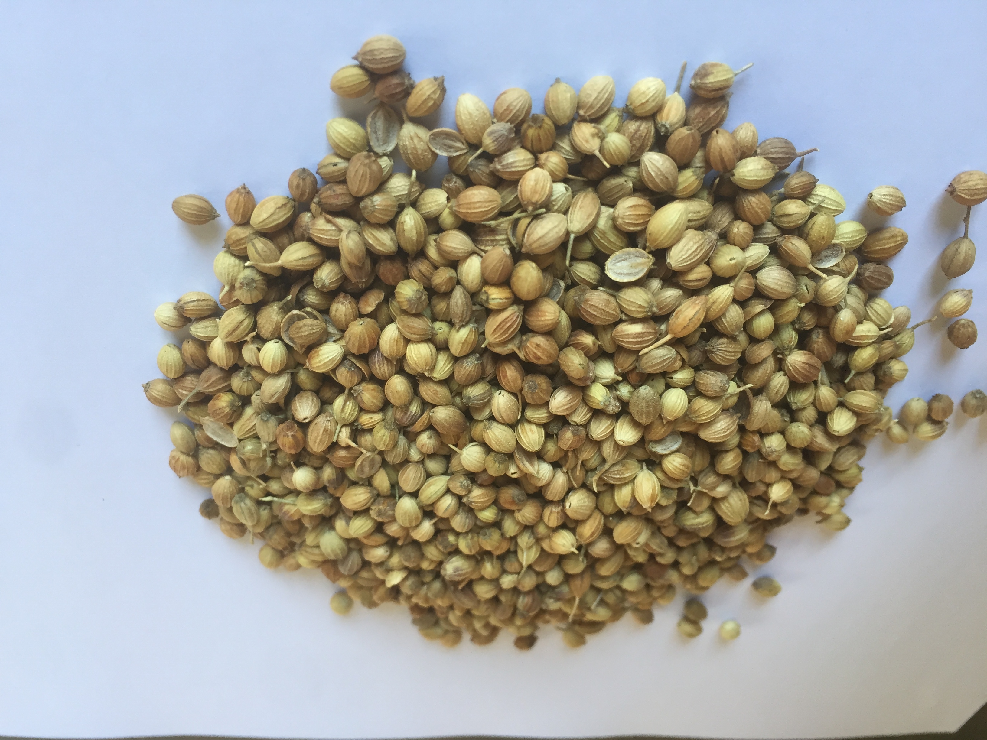 Coriander Seeds