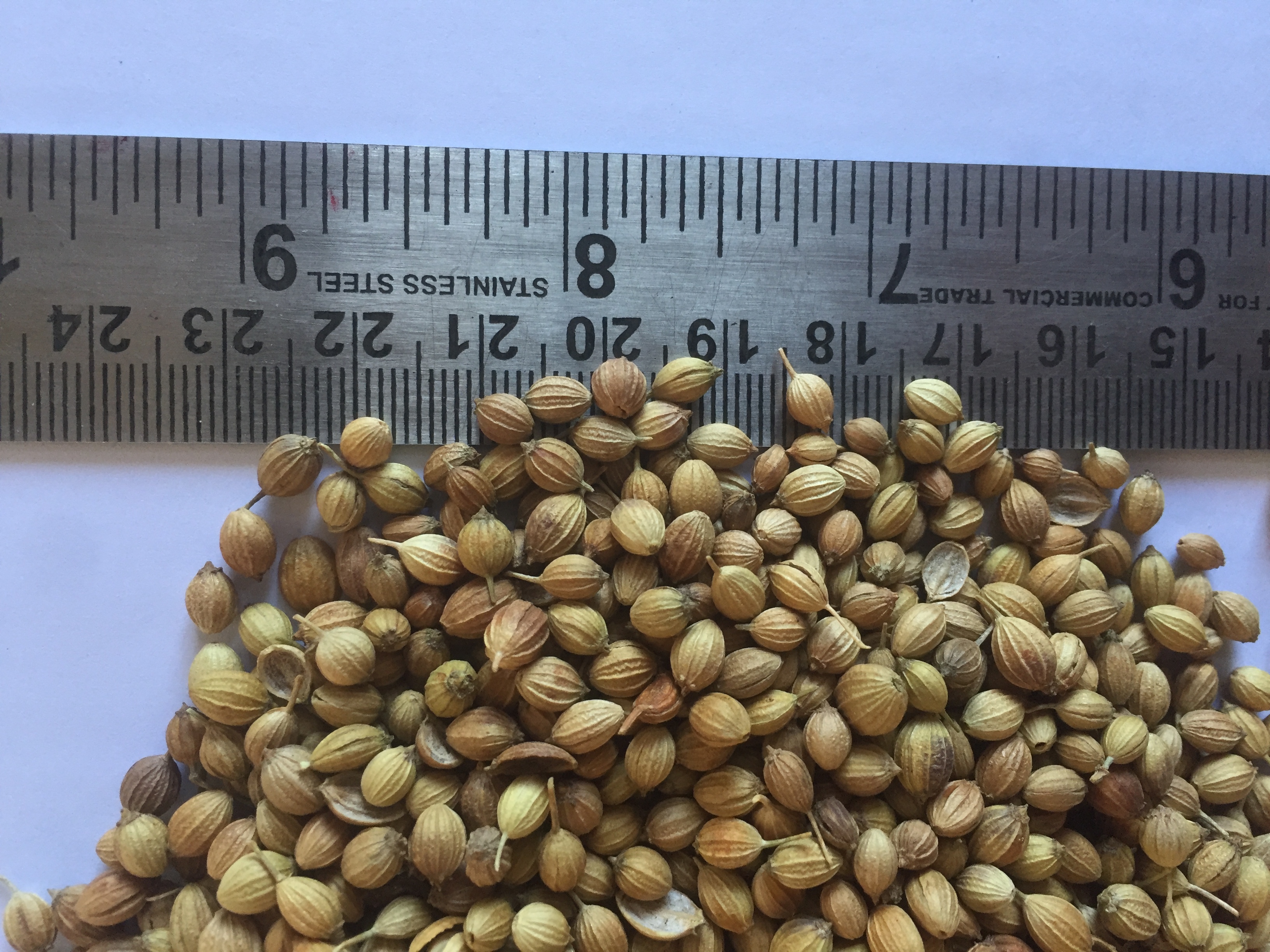 Coriander Seeds