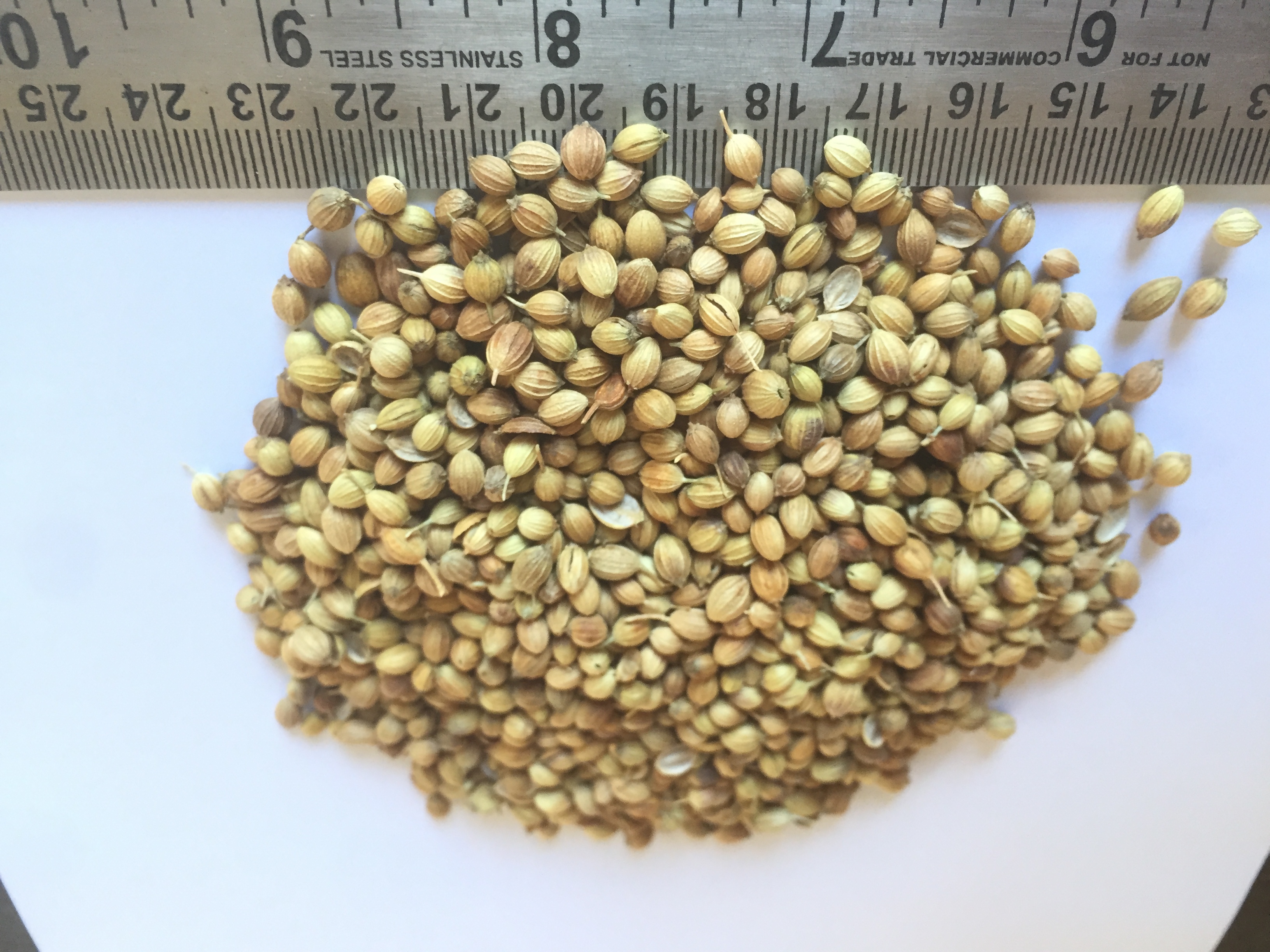 Coriander Seeds