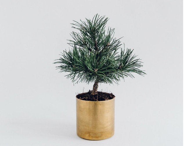 Small Raw Brass Planter Dimensions: As Per Buyer Requirement Centimeter (Cm)