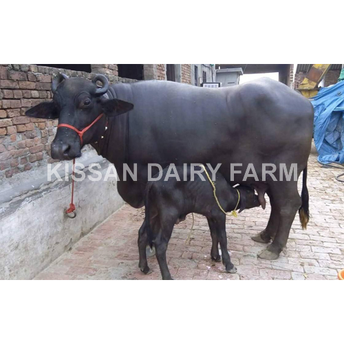 Cattle Haryana Murrah Buffalo
