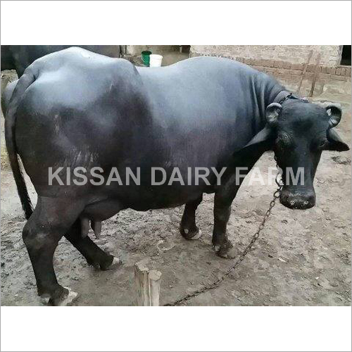 Cattle Haryana Murrah Buffalo