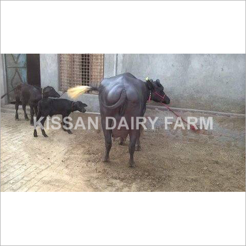 Cattle Haryana Murrah Buffalo