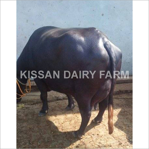 Cattle Haryana Murrah Buffalo