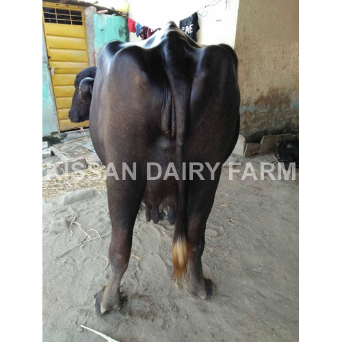 Cattle Haryana Murrah Buffalo