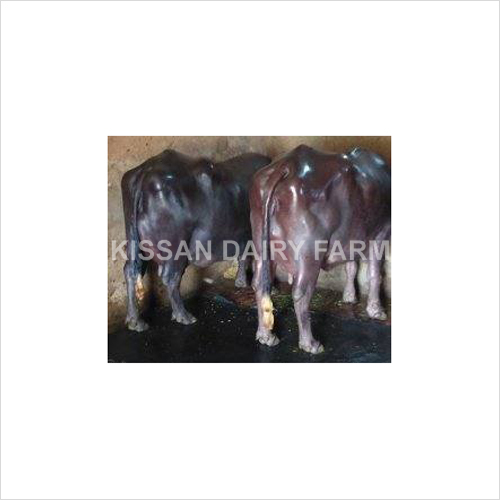 High Yield Murrah Buffalo - Product Type: Cattle