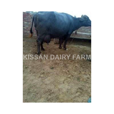 High Yield Murrah Buffalo - Product Type: Cattle