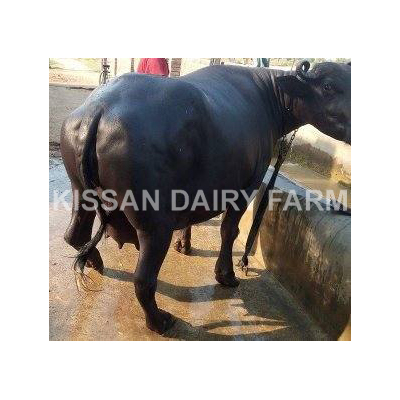 High Yield Murrah Buffalo - Product Type: Cattle