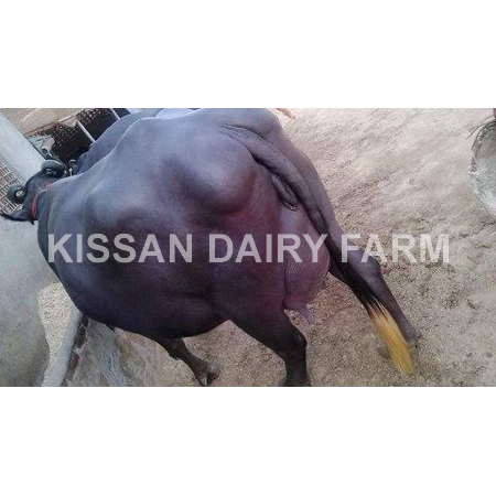 High Yield Murrah Buffalo - Product Type: Cattle