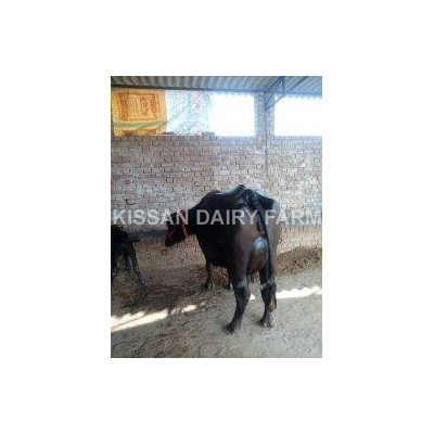 High Yield Murrah Buffalo - Product Type: Cattle
