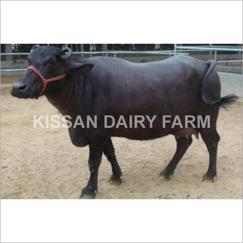 Cattle Super Murrah Buffalo