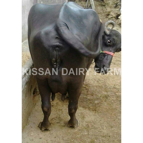 Cattle Super Murrah Buffalo
