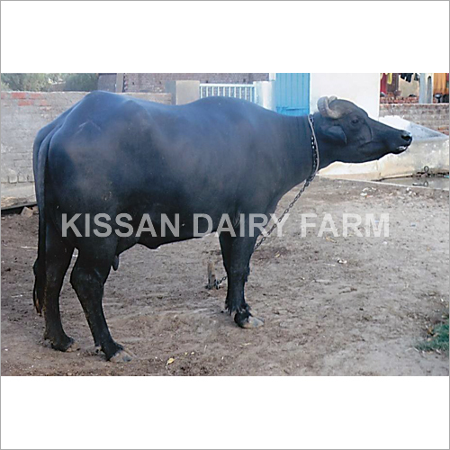 Cattle Super Murrah Buffalo