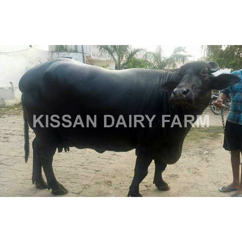 Cattle Super Murrah Buffalo