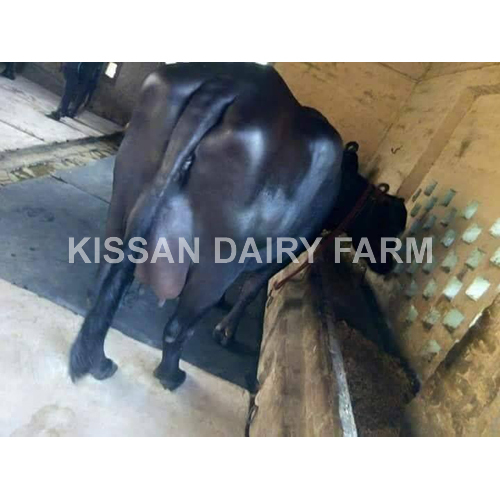 Black Murrah Buffalo - 3-4 Years Old | Premium Breed, Ideal For Dairy Production