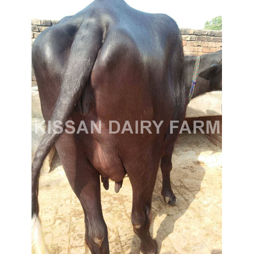 Black Murrah Buffalo - 3-4 Years Old | Premium Breed, Ideal For Dairy Production