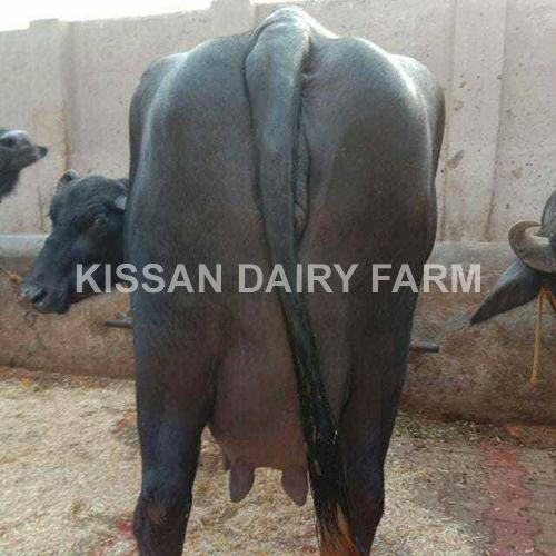 Black Murrah Buffalo - 3-4 Years Old | Premium Breed, Ideal For Dairy Production
