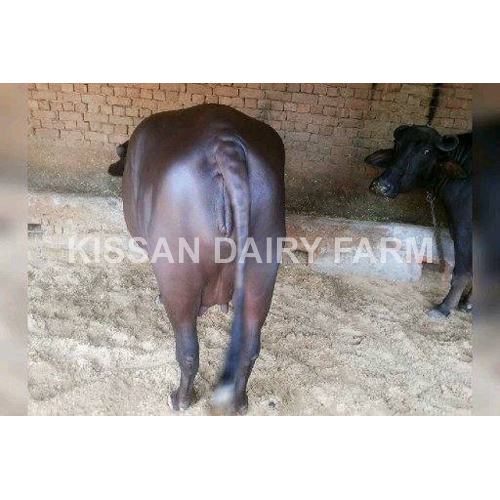 Black Murrah Buffalo - 3-4 Years Old | Premium Breed, Ideal For Dairy Production