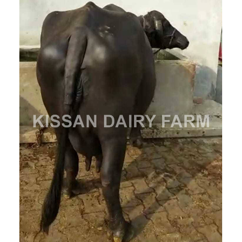 Black Murrah Buffalo - 3-4 Years Old | Premium Breed, Ideal For Dairy Production