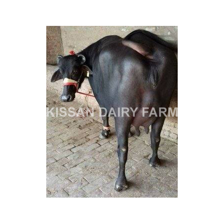 Cattle Pregnant Murrah Buffalo