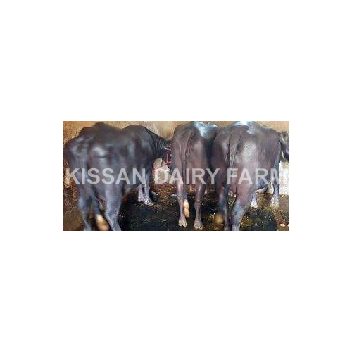 Cattle Pregnant Murrah Buffalo