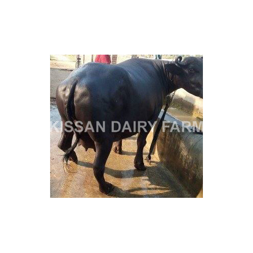 Cattle Pregnant Murrah Buffalo