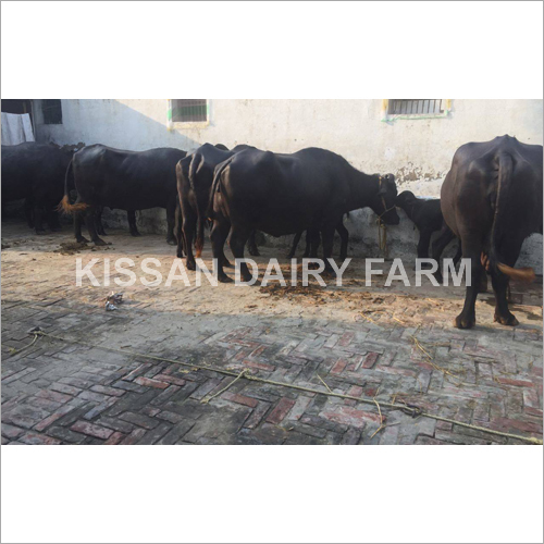 Cattle Pregnant Murrah Buffalo