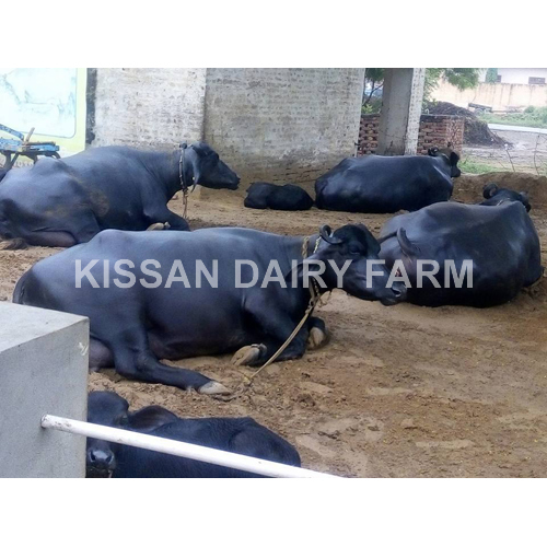 Cattle High Milking Murrah Buffalo