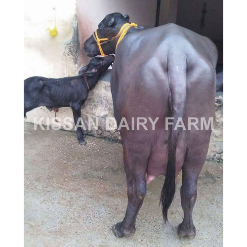 Cattle High Milking Murrah Buffalo