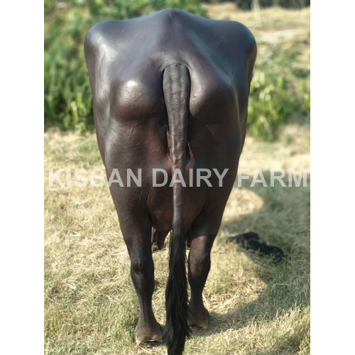 Cattle High Milking Murrah Buffalo