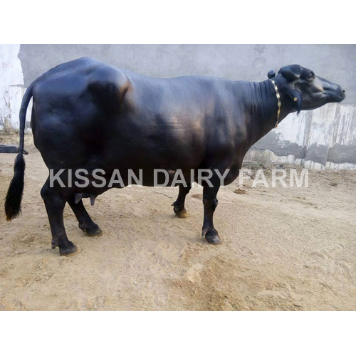 Cattle High Milking Murrah Buffalo